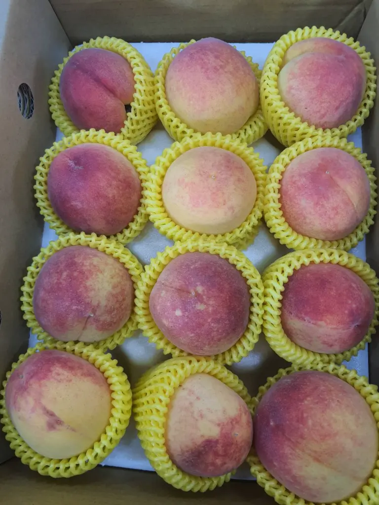 peach-boxed-12pcs-clean.webp