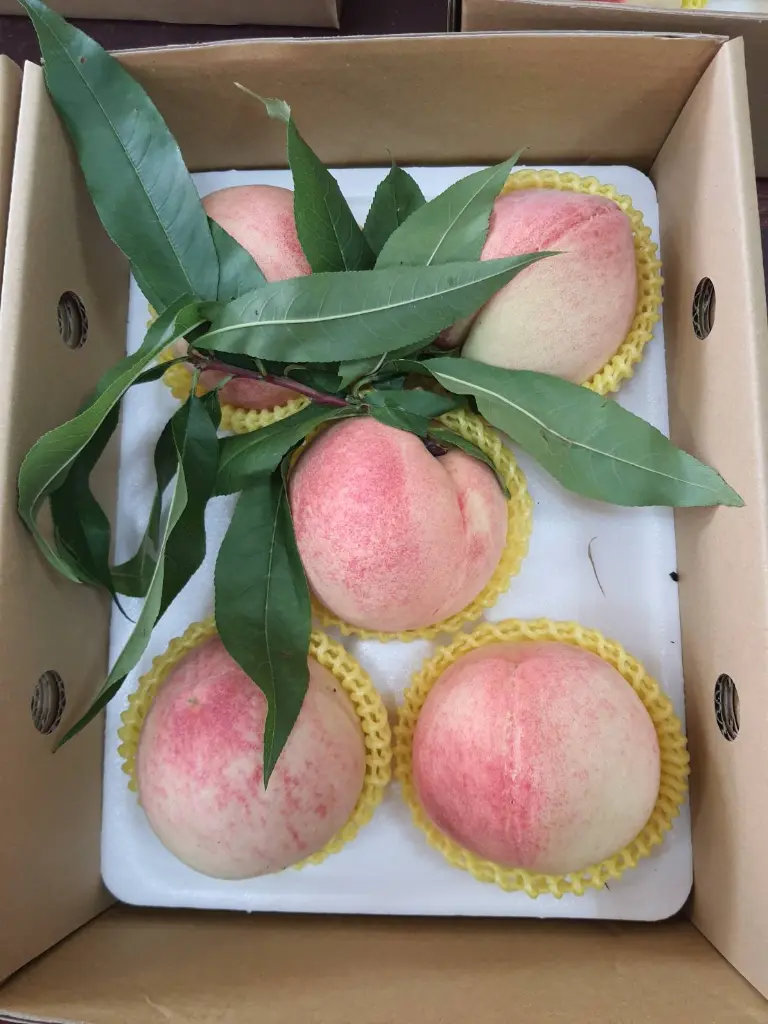 peach-boxed-6pcs-with-long-leaves.webp