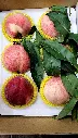peach-boxed-6pcs-with-leaves-a.webp