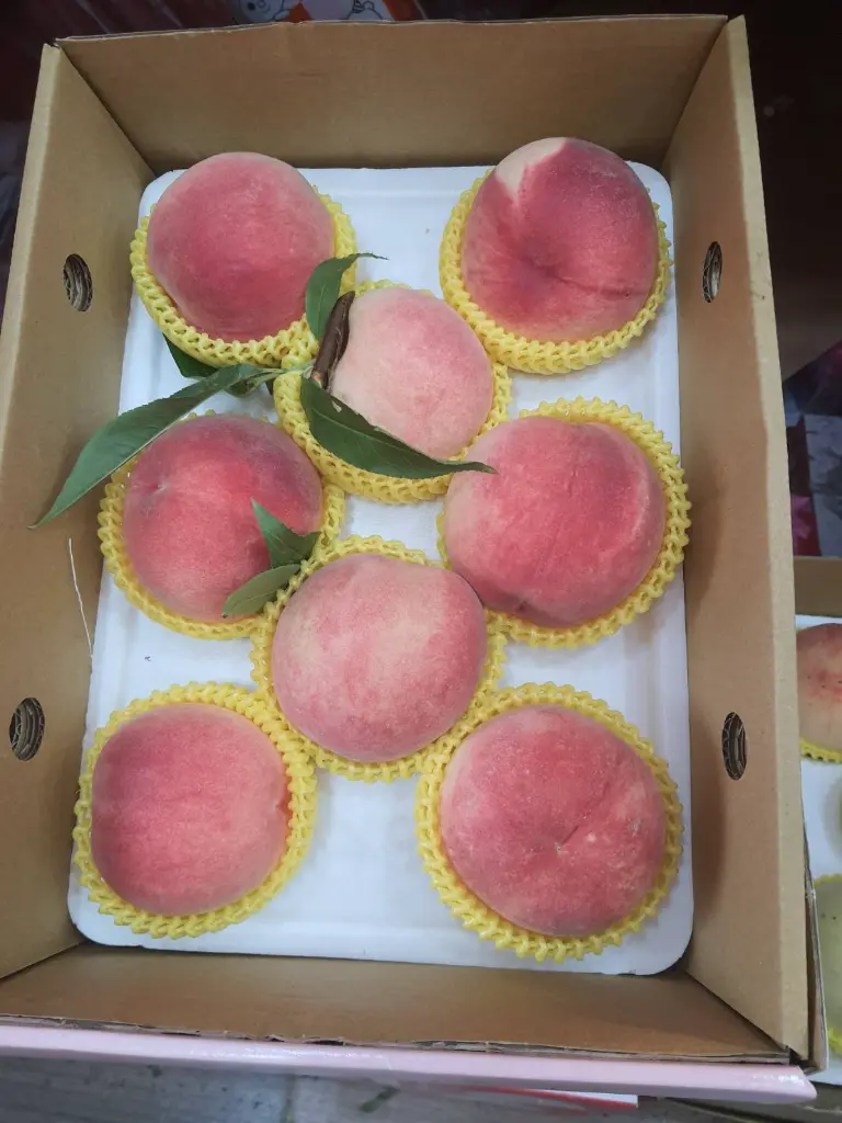 peach-boxed-8pcs-yellow-net.webp