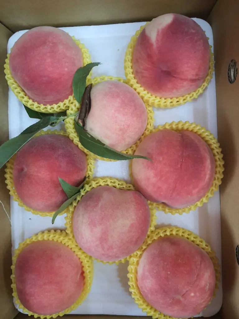 peach-boxed-8pcs-white-foam.webp
